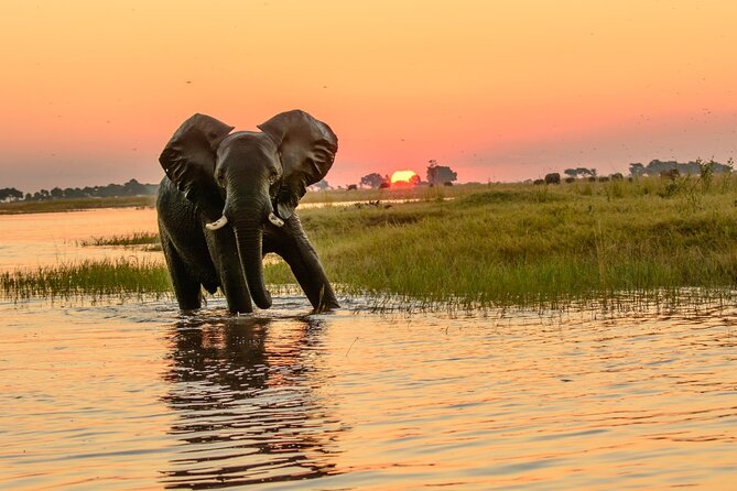 Luxury Sunset River Cruise on the Zambezi - Hors d’oeuvres, Cocktails, and Local Beer