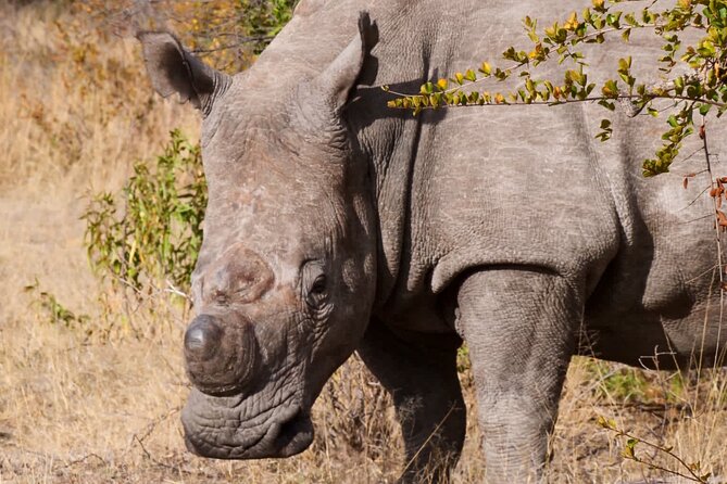 Matobo Rhino Encounter - The drive into Matobo National Park
