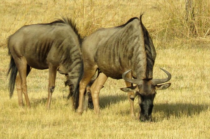 Matobo Rhino Encounter - Lunch, refreshments, and the sunset finish