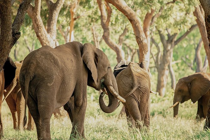 Moments with Elephants - Meeting Zimbabwe’s elephants near Victoria Falls