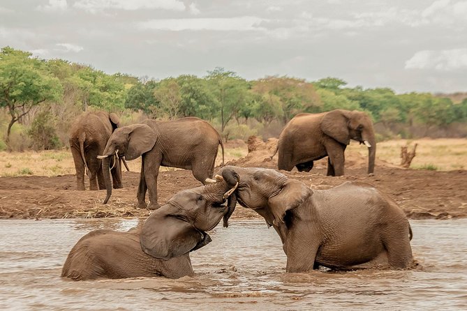 Moments with Elephants - What the carers add to the hour