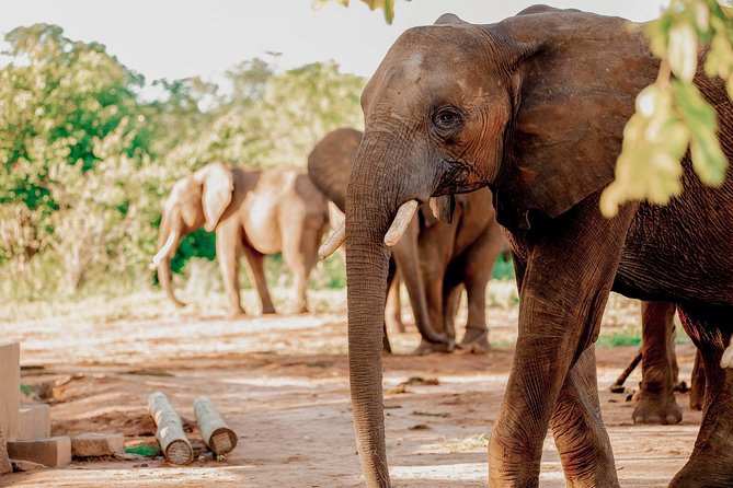 Moments with Elephants - Why the 7:30 am start helps