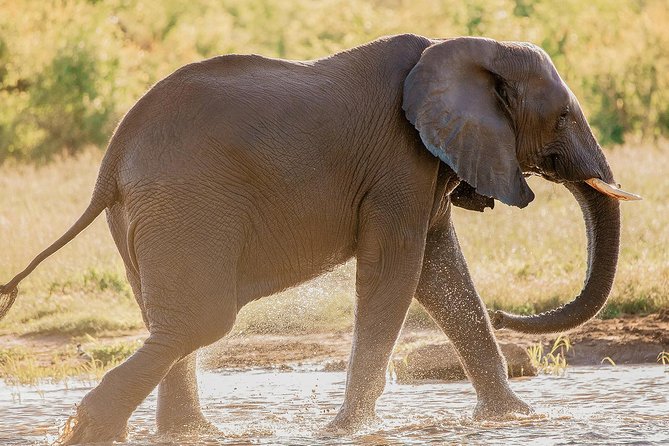 Moments with Elephants - Group size and the feel of the visit
