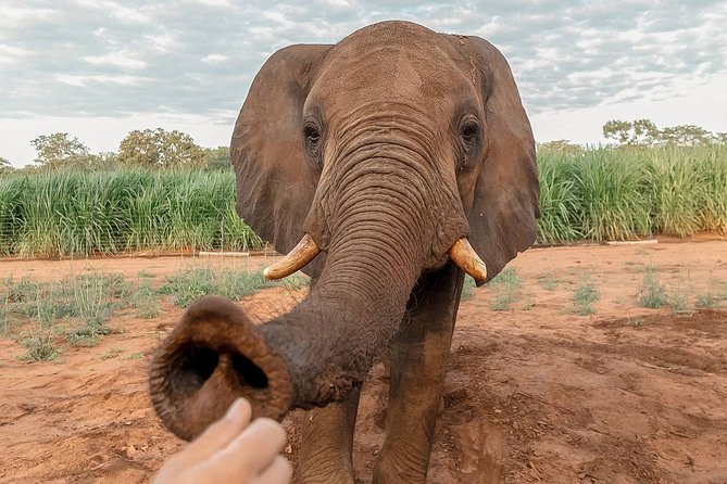 Moments with Elephants - The close encounter: feeding and touching
