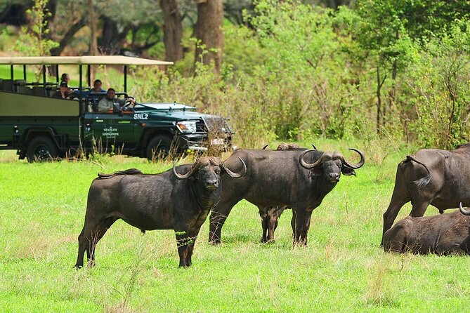 Morning or Afternoon Game Drive In Victoria Falls - Why rhinos make this Victoria Falls drive special