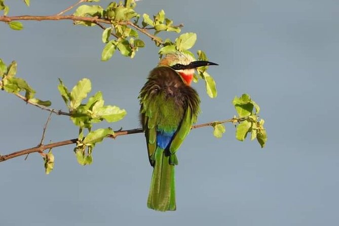 Private Guided Tour in Victoria Falls - Why a private walk works well at Victoria Falls