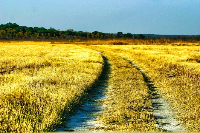 Safari Game Drive in the Savannah with Hotel pickup 3 times daily - Why the open-park setting matters