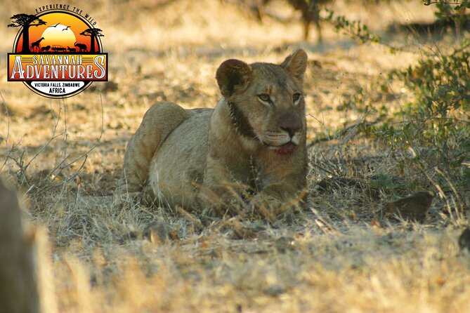 Safari Game Drive in the Savannah with Hotel pickup 3 times daily - Group size, guide support, and comfort