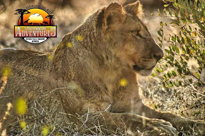 Safari Game Drive in the Savannah with Hotel pickup 3 times daily - The refreshment stop in a safe scenic spot