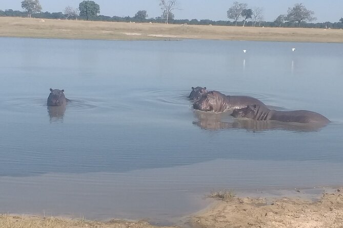 Safari Game Drive in Zambezi National Park - Key points before you book