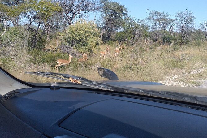 Safari Game Drive in Zambezi National Park - A real bush outing minutes from Victoria Falls