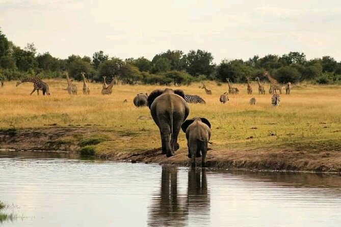 Safari Game Drive in Zambezi National Park - What three to four hours in the bush feels like