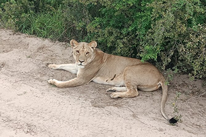 Safari Game Drive in Zambezi National Park - Is $150 a fair price?