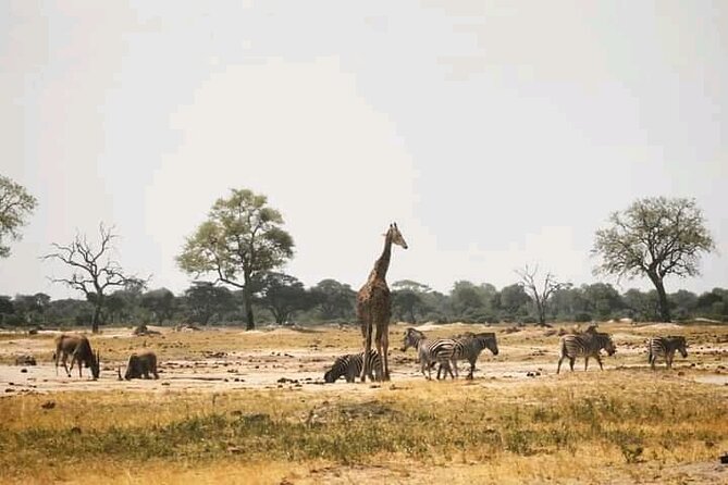 Safari Game Drive in Zambezi National Park - Who will enjoy this safari most