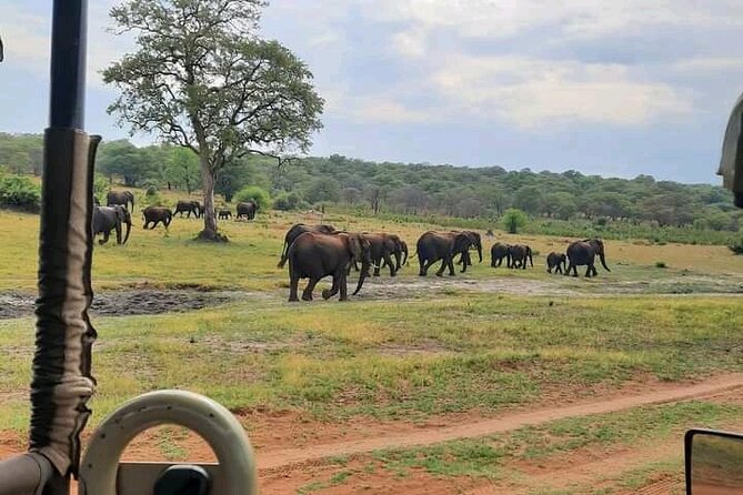 Safari Game Drive in Zambezi National Park - Choosing between the early morning and afternoon drive