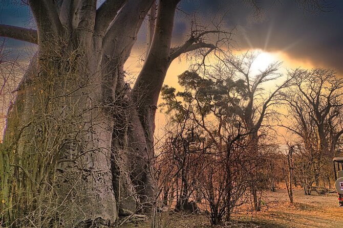 Safari in Victoria Falls and Zambezi National Park - A real bush outing close to Victoria Falls