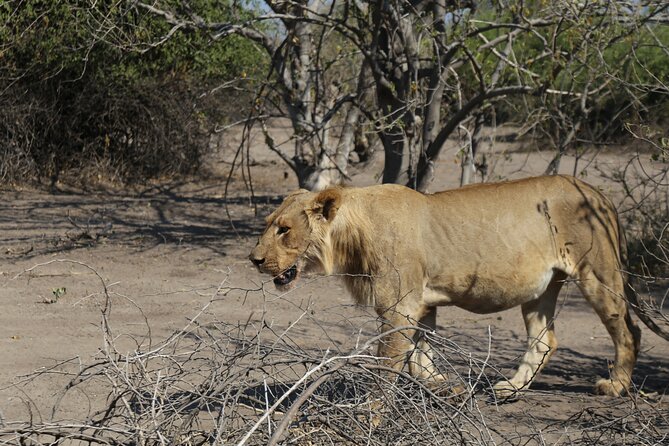 Small Group: Zambezi National Park Guided Game Drive - Key points to know before booking