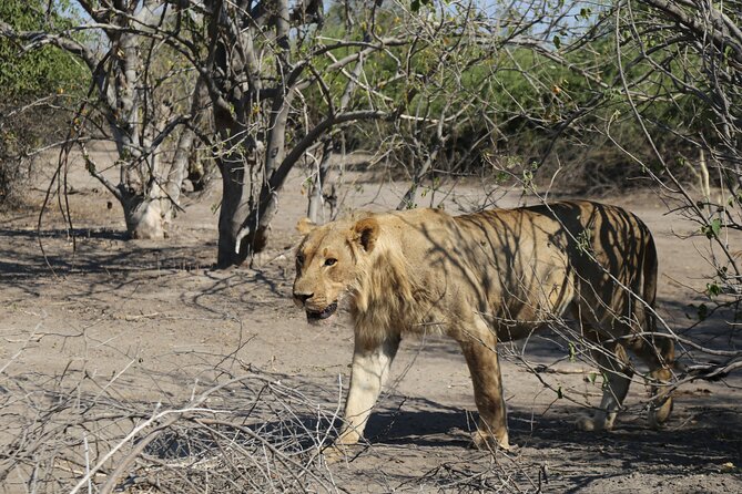 Small Group: Zambezi National Park Guided Game Drive - What the open 4x4 adds to the safari