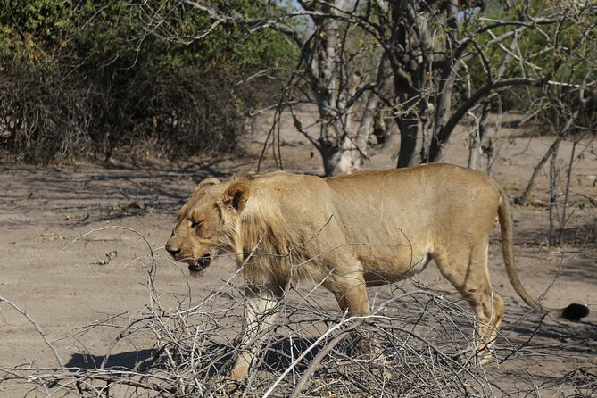 Small Group: Zambezi National Park Guided Game Drive - A guide-led view of the bush
