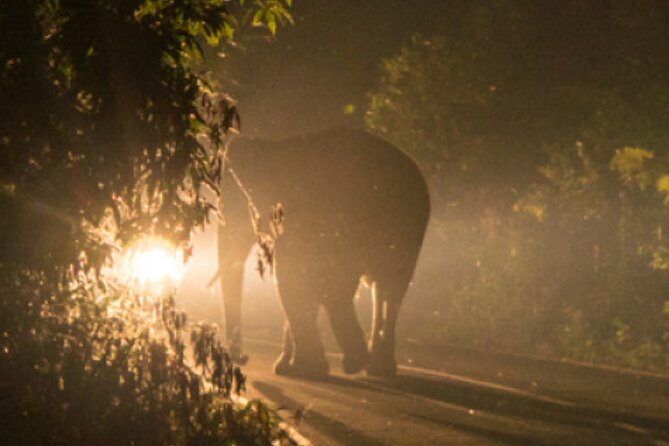 Stargazing and Moonlight Experience - Wildlife is possible, but luck controls the result