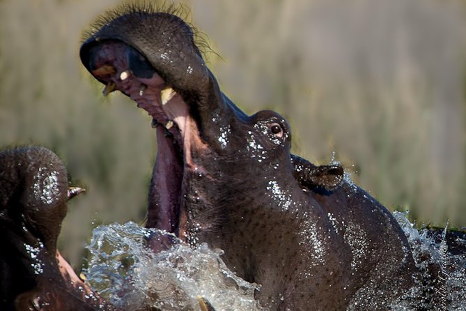 Sundowner Cruise on Zambezi River (Zimbabwe) - What the $55 price really covers