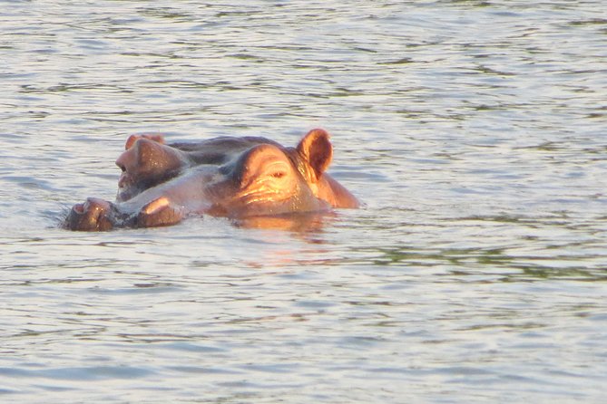 Sunset Cruise & Guided Falls Tour Combo - Wildlife, food, and what to expect on the river
