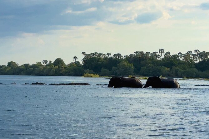 Sunset Cruises on the Zambezi River from Victoria Falls - Watching hippos, crocodiles, elephants, and birds