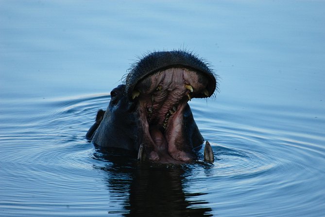 Sunset Cruises on the Zambezi River from Victoria Falls - Drinks, snacks, and the real value of $49