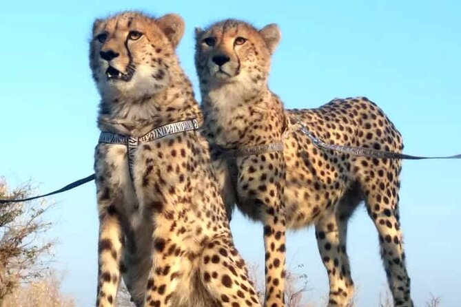The Cheetah Experience - Walking through the bush beside the animals