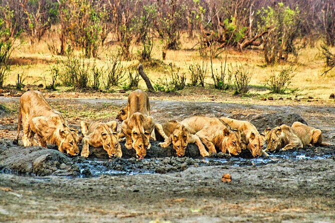 Unique Safari Game Drives in Zambezi National Park, 4 Options - Useful booking advice for Victoria Falls
