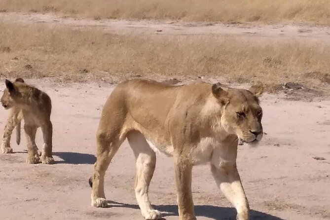 Victoria Falls And Chobe - Day 3: A long wildlife day in Chobe National Park