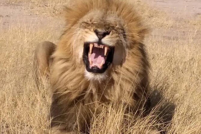Victoria Falls And Chobe - The guide can make or break a short safari