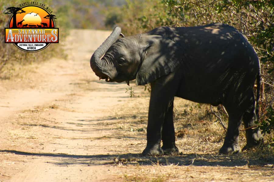 Victoria Falls: Baobab Safari - Sunrise and Mid Morning - The big baobab beside the Zambezi