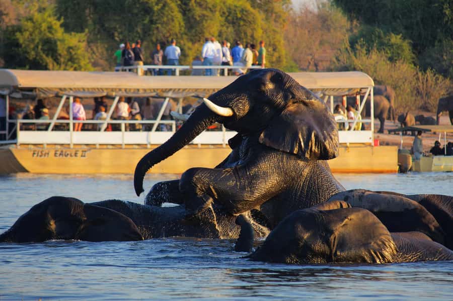 Victoria Falls: Chobe National Park Day Trip with Lunch - The morning 4x4 safari in Chobe