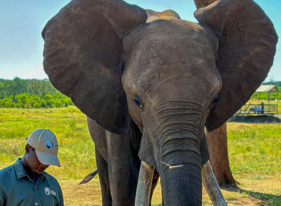 Victoria Falls: Elecrew Through The Eyes Of An Elephant - Key points at a glance