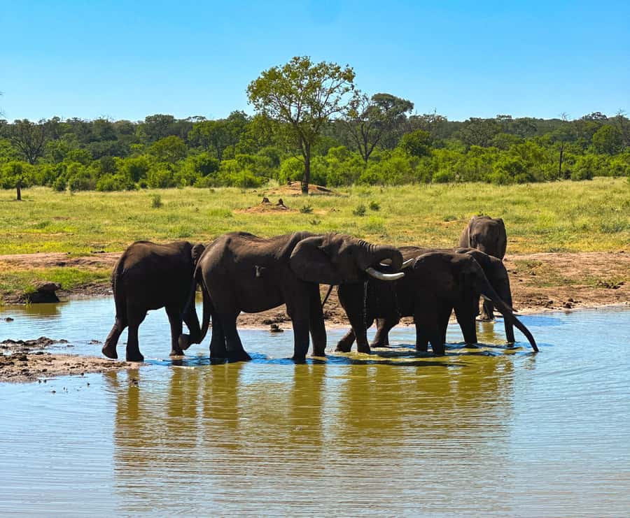 Victoria Falls: Elecrew Through The Eyes Of An Elephant - Meeting the ambassador herd