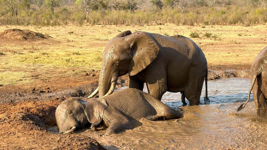 Victoria Falls: Elecrew Through The Eyes Of An Elephant - The guided walk and what you actually see