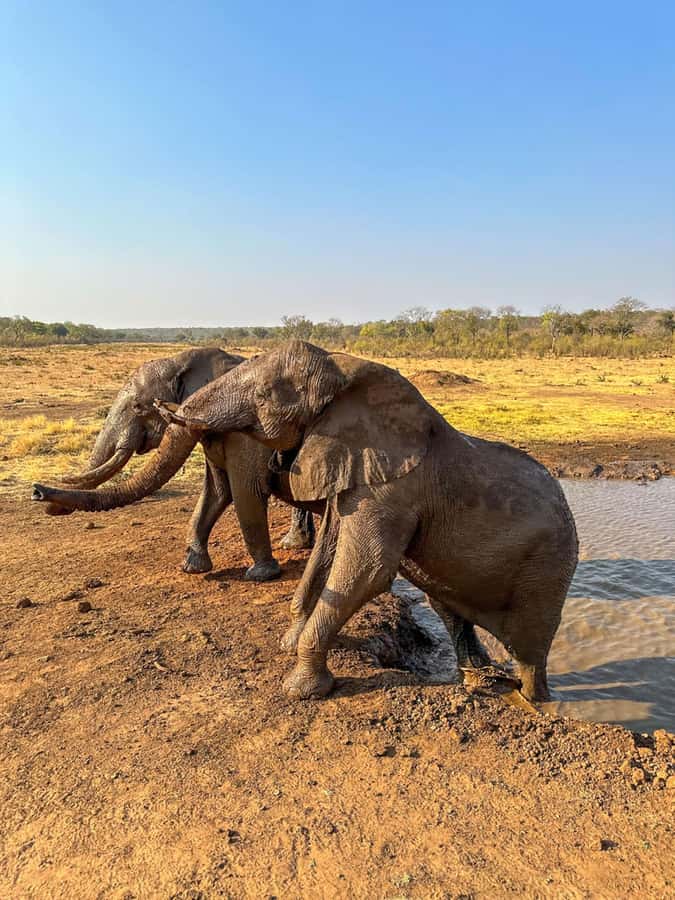 Victoria Falls: Elecrew Through The Eyes Of An Elephant - Conservation beyond the reserve
