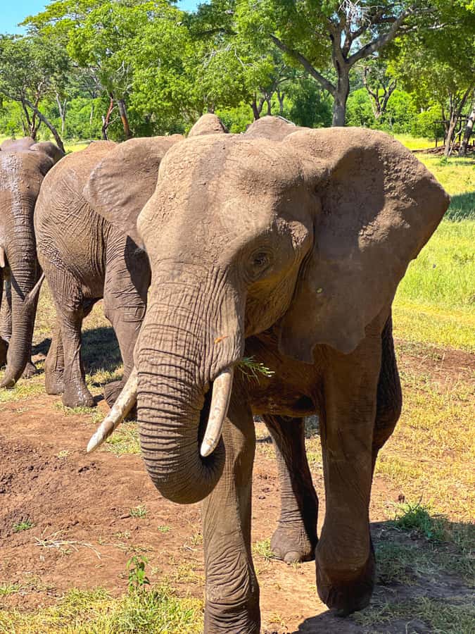 Victoria Falls: Elecrew Through The Eyes Of An Elephant - Is $148 a fair price?