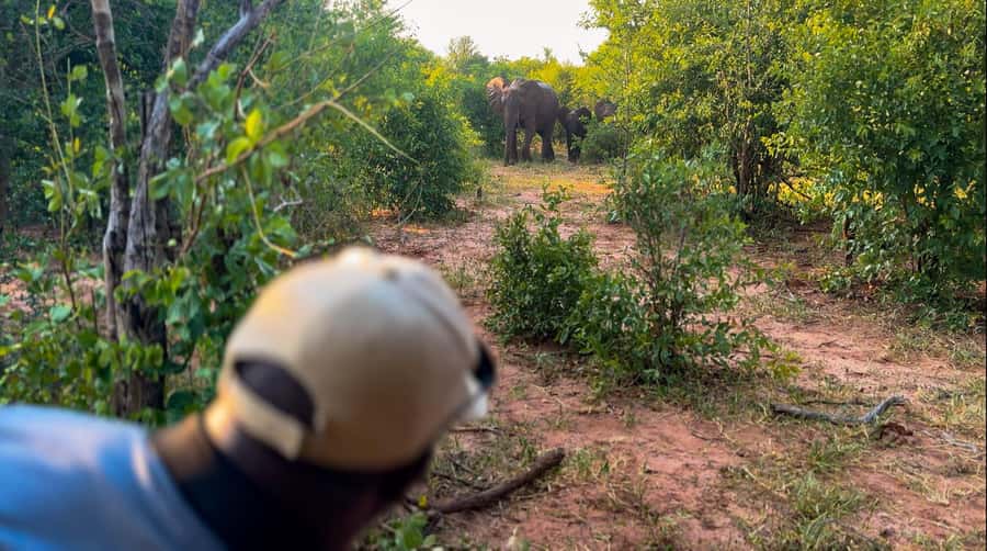 Victoria Falls: Game Walk in the Zambezi National Park - Walking into Zambezi National Park from Victoria Falls