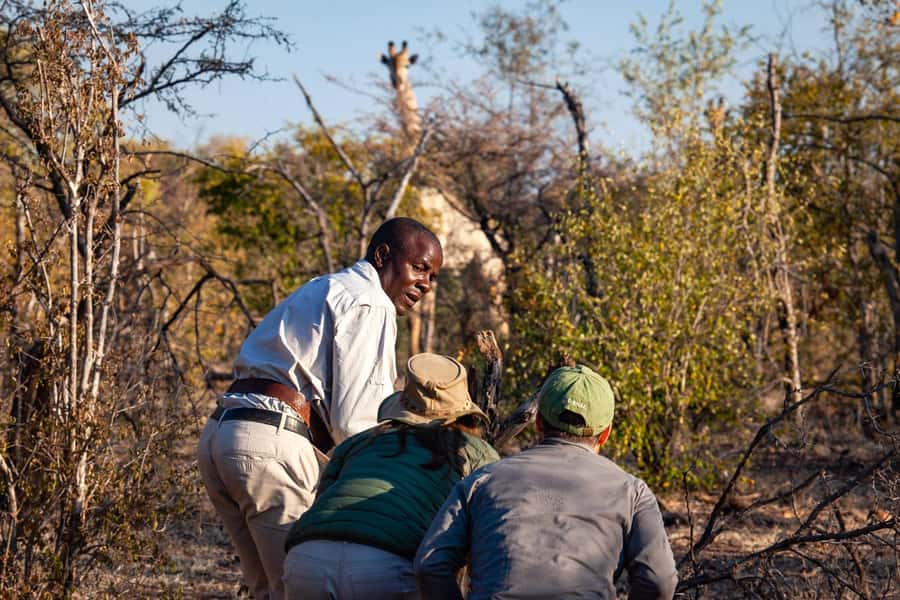 Victoria Falls: Game Walk in the Zambezi National Park - The morning option: sunrise, cool air, and bush sounds