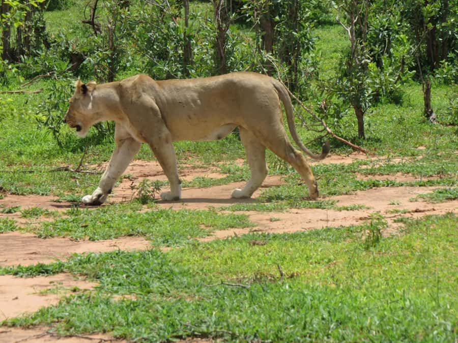 Victoria Falls: Hwange National Park Full-Day Safari - Why Hwange makes a strong day trip from Victoria Falls