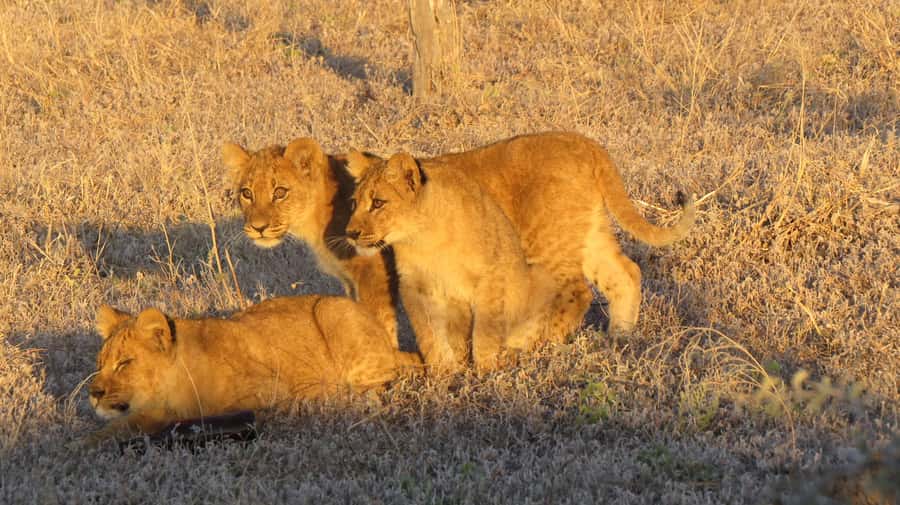 Victoria Falls: Hwange National Park Full-Day Safari - The two-hour road trip to Hwange