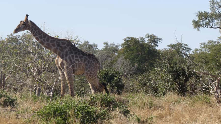 Victoria Falls: Hwange National Park Full-Day Safari - Entering the reserve and the 30-minute briefing