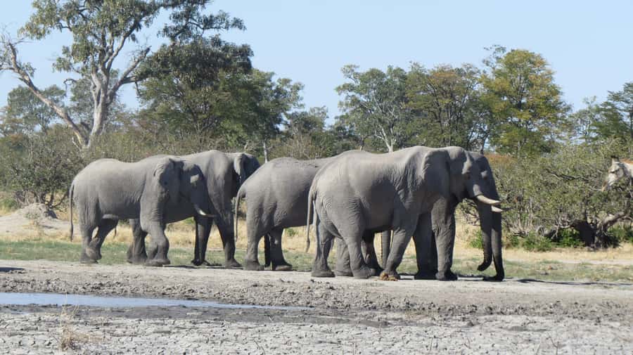 Victoria Falls: Hwange National Park Full-Day Safari - The first two-hour game drive