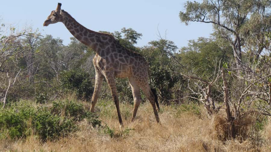 Victoria Falls: Hwange National Park Full-Day Safari - A one-hour packed lunch in the park