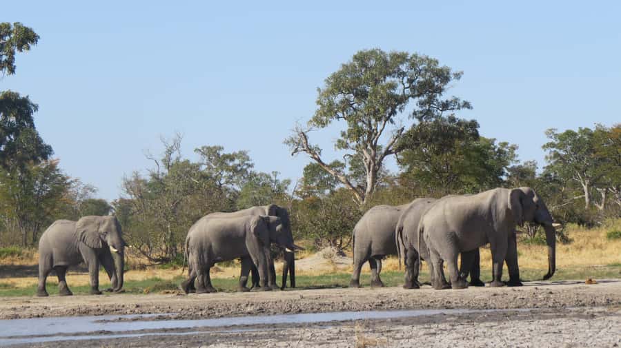 Victoria Falls: Hwange National Park Full-Day Safari - What $300 per person really covers