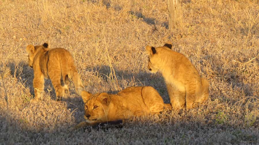 Victoria Falls: Hwange National Park Full-Day Safari - The 5:30 am pickup from Victoria Falls