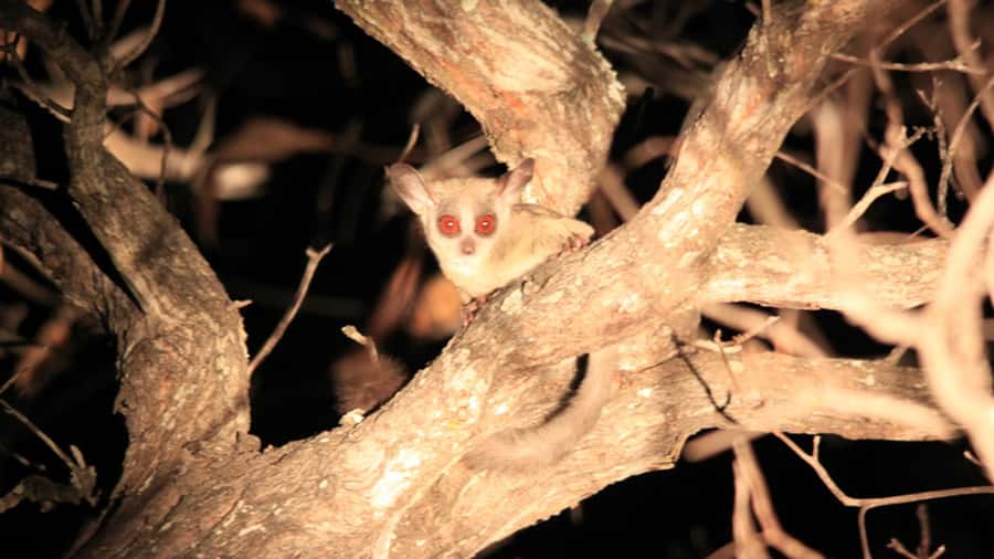 Victoria Falls: Night Game Drive and 3-Course Bush Dinner - Key points to know before booking