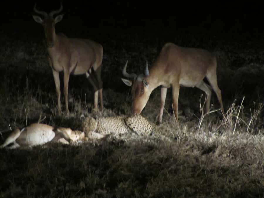 Victoria Falls: Night Game Drive and 3-Course Bush Dinner - From Victoria Falls town to open bush